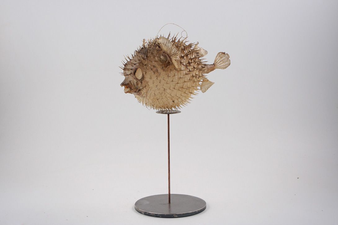 Foto Blowfish Taxidermy on Stand
