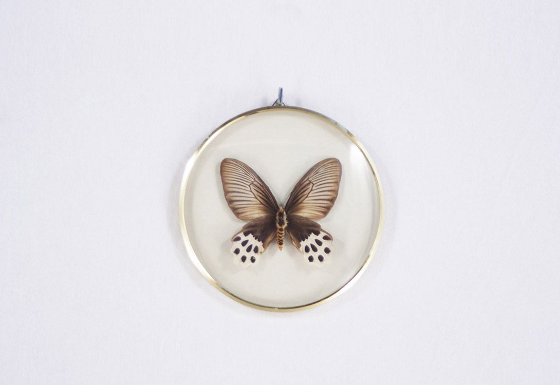 Foto Papilio Horishanus Taiwan Butterfly in Glass Frame Ø18 18A14