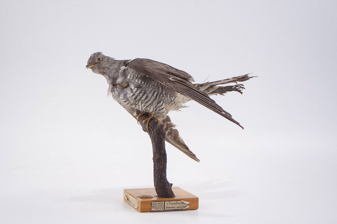 Foto Taxidermy Cuckoo