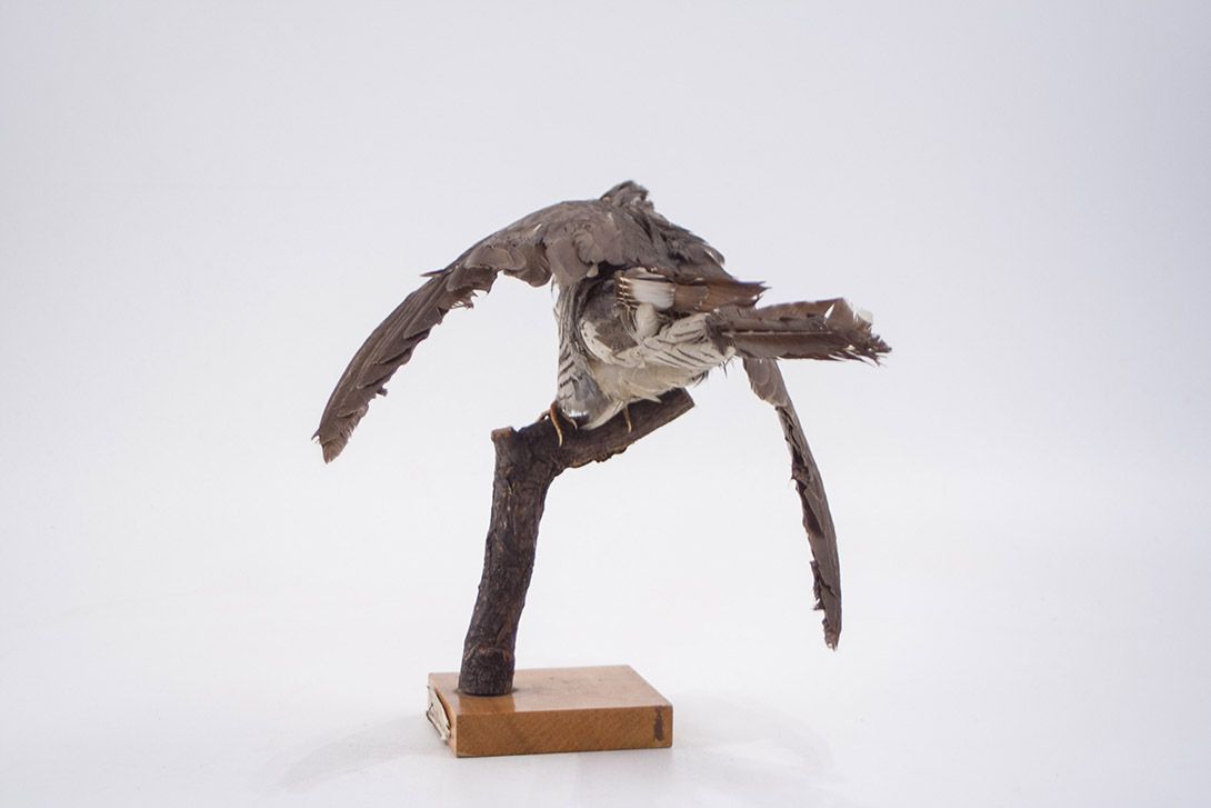 Foto Taxidermy Cuckoo