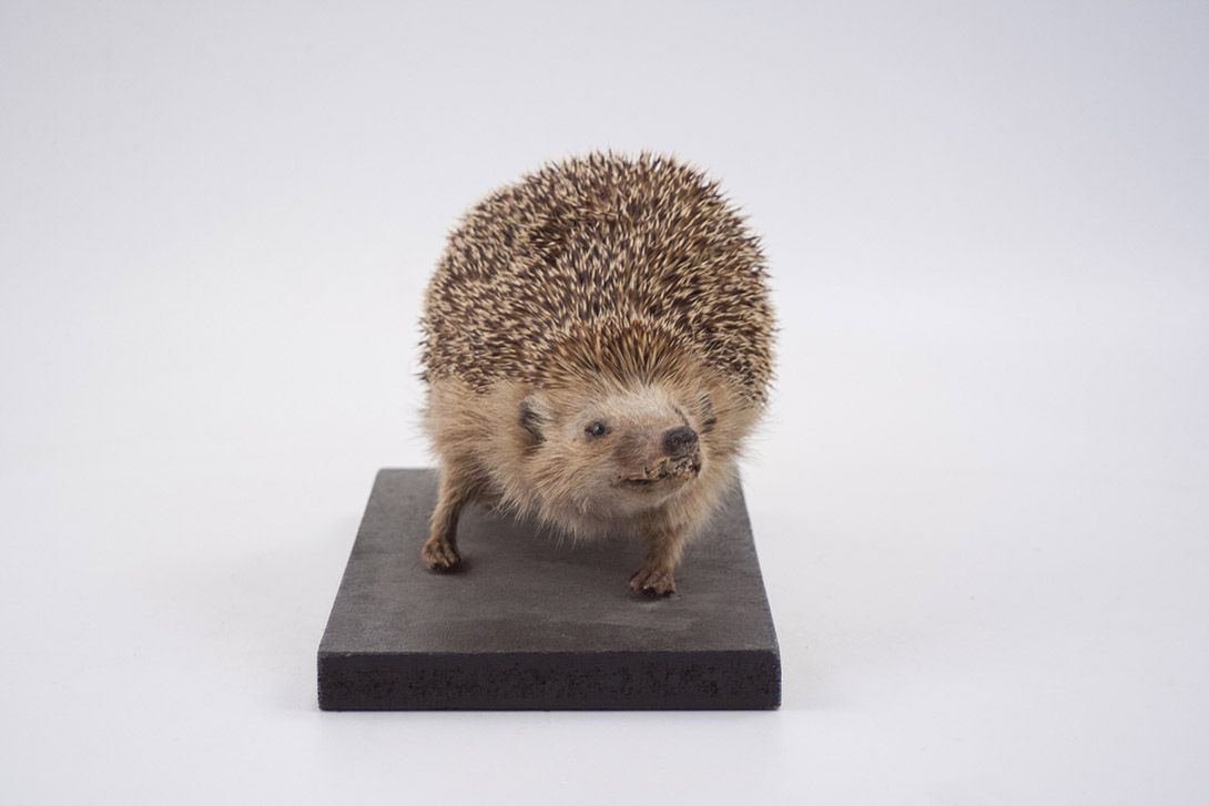 Foto Taxidermy Hedgehog