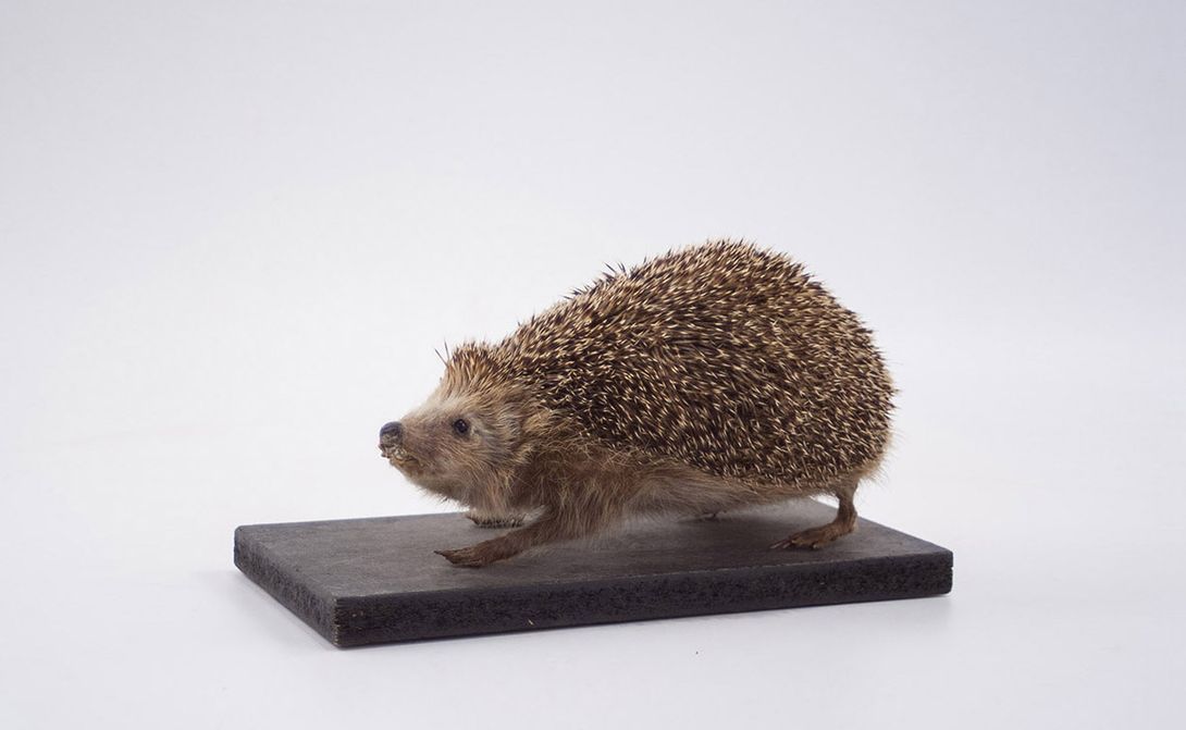 Foto Taxidermy Hedgehog