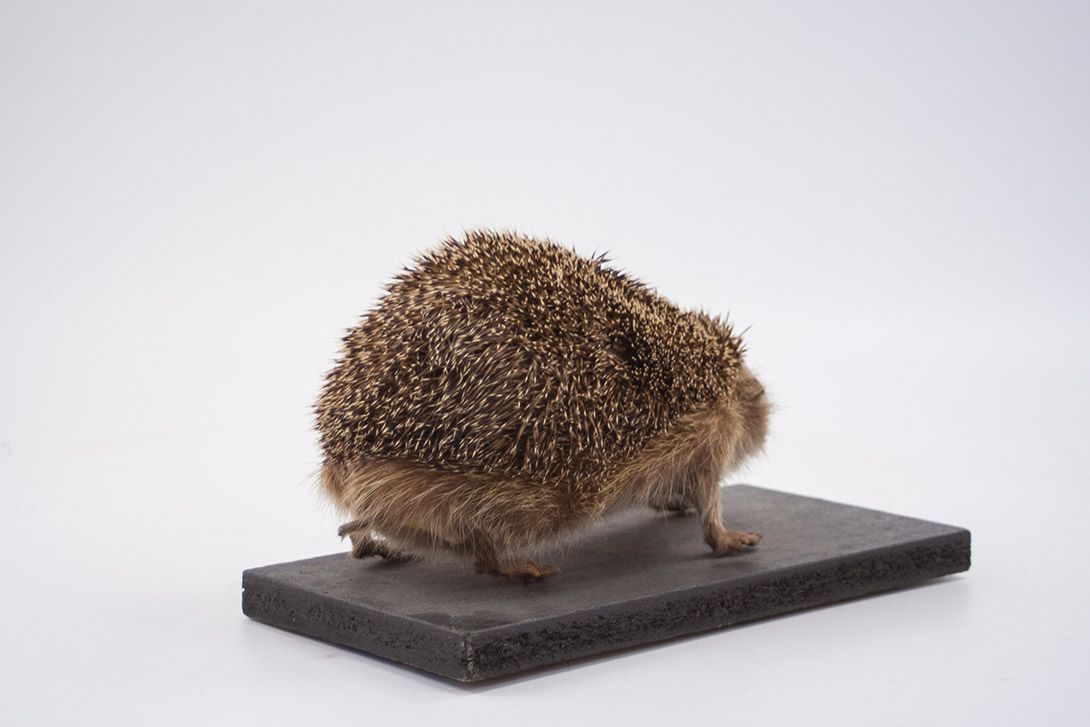 Foto Taxidermy Hedgehog