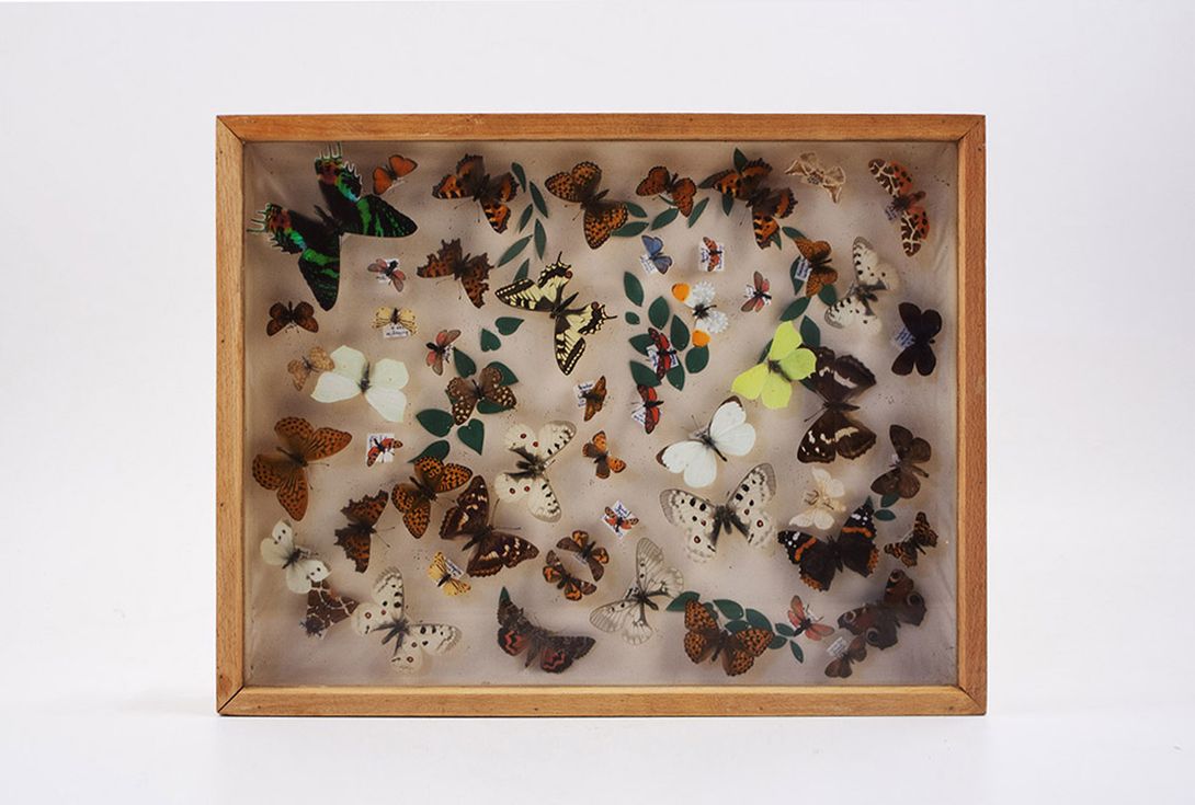 Foto Diorama of Butterflies 45x35cm 18C3