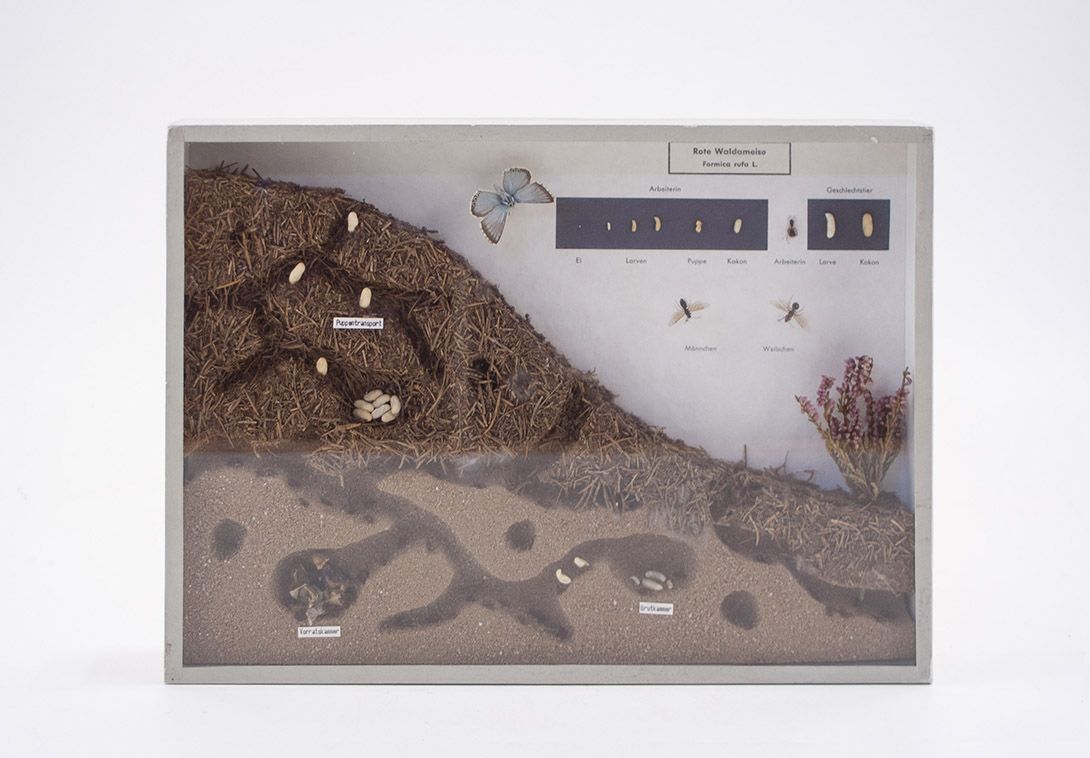Foto Diorama of The Red Wood Ant 33x24cm 18B1