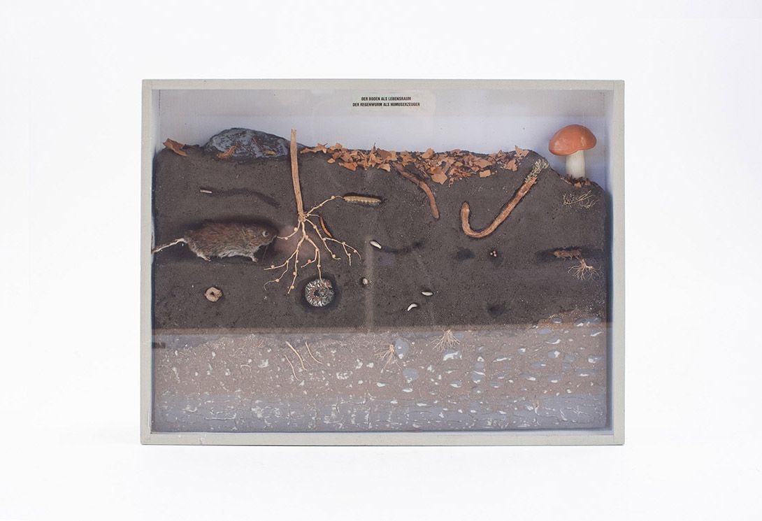 Foto Diorama of Forest Soil 40x30cm 18C2