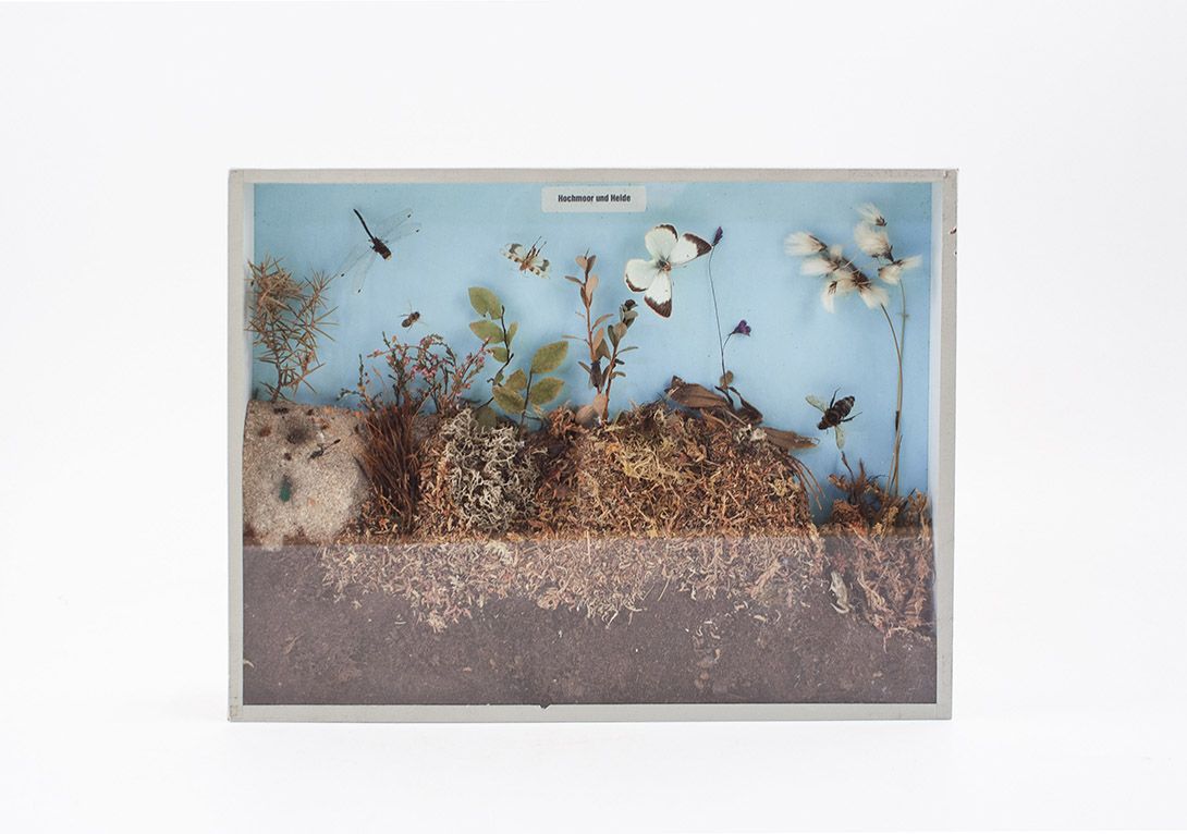Foto Diorama of Moor Floor h40x30 18C1