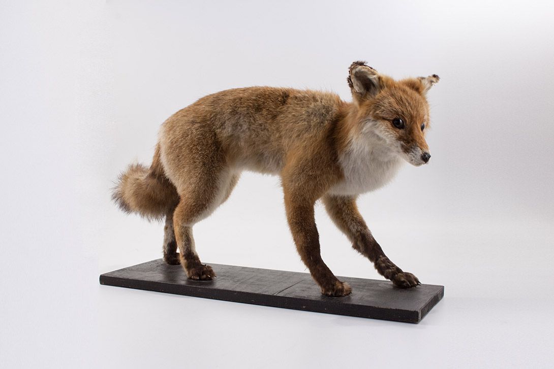 Foto Taxidermy Wary Fox England 1956