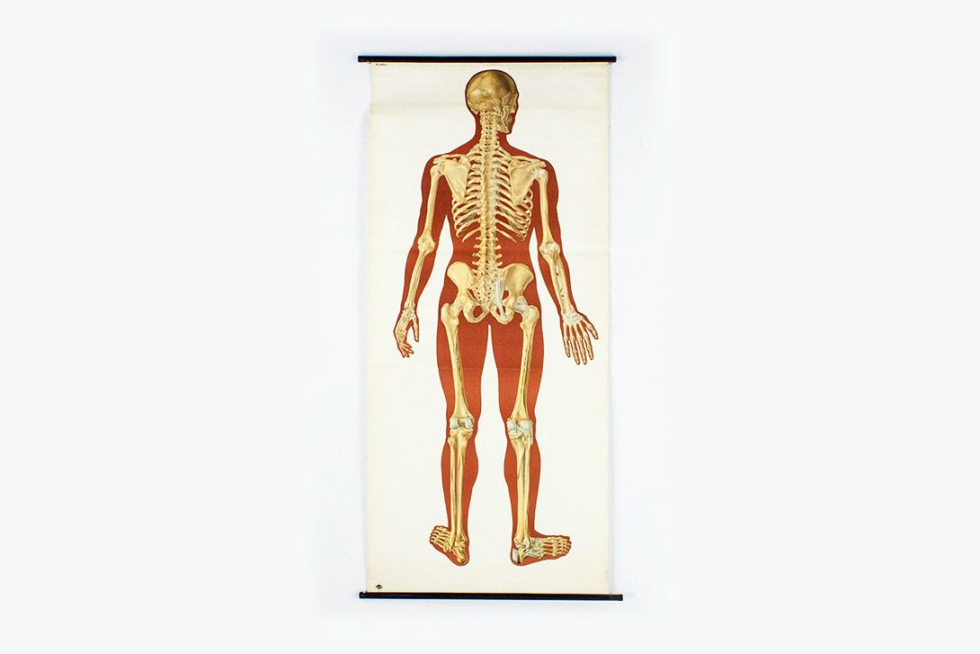 Foto Biological Poster of Human Skeleton 10002