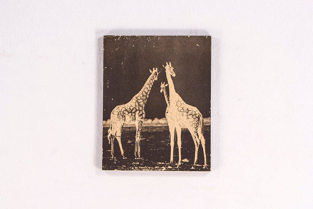 Foto Print of Giraffes on Wood Frame h50x40cm 14C2