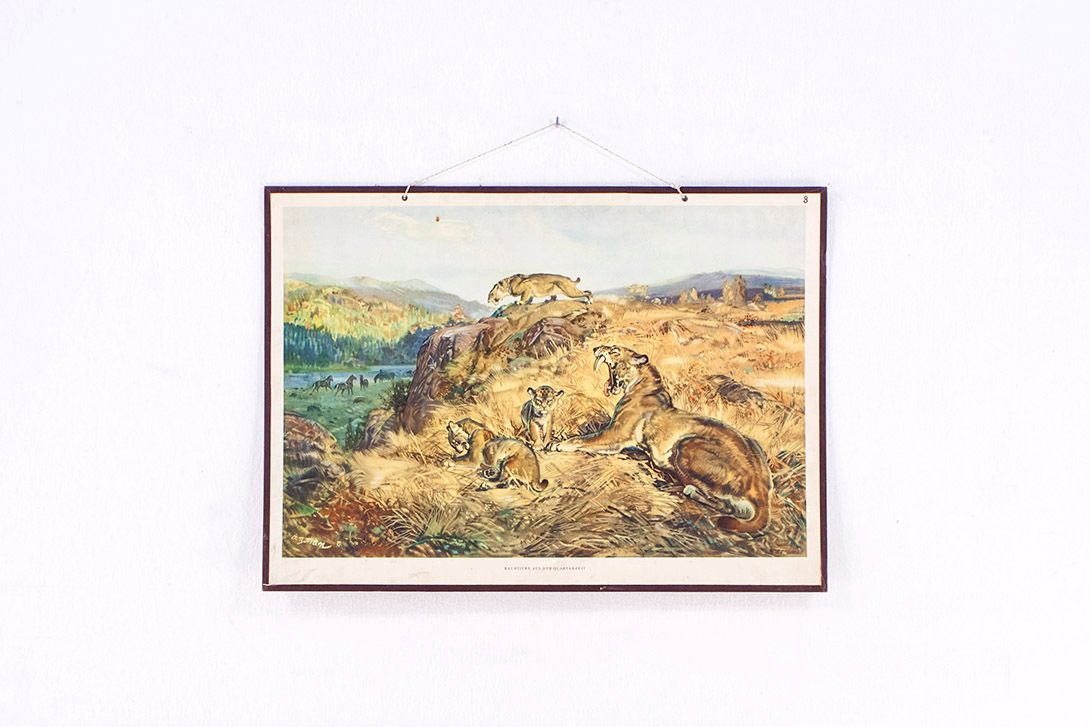Foto History School Poster of Lions h63x88
