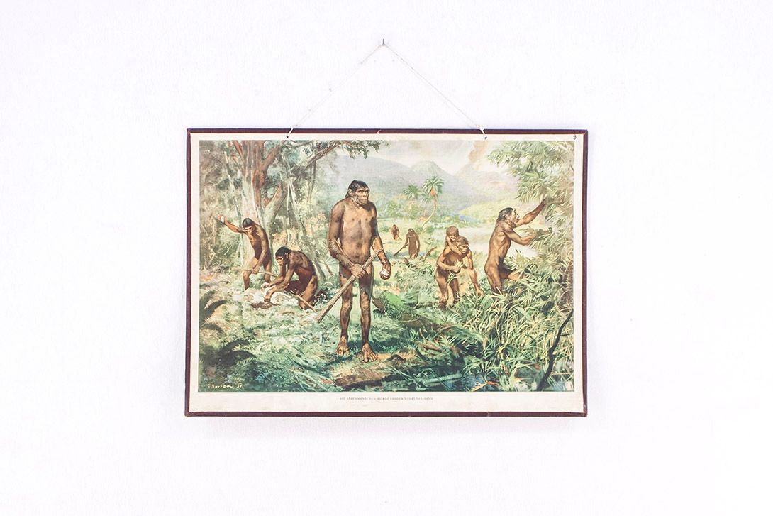 Foto History School Poster of Monkeys h63x88
