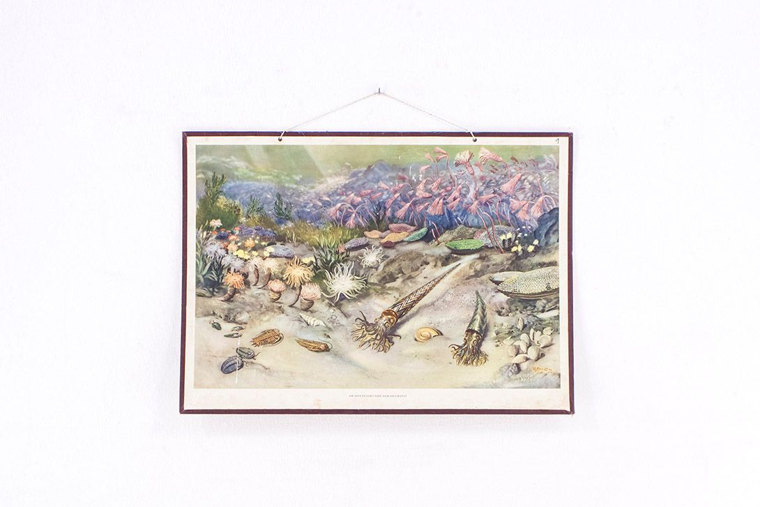 Foto History School Poster of Marine Animals h63x88