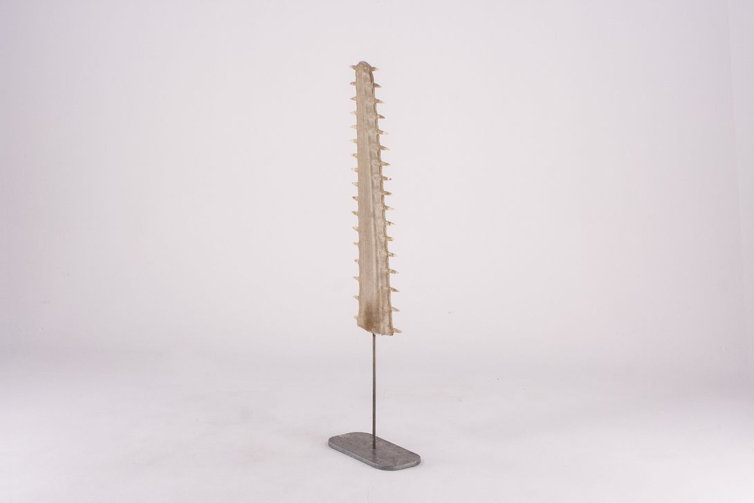 Foto Sawfish Tooth on Stand h109x30