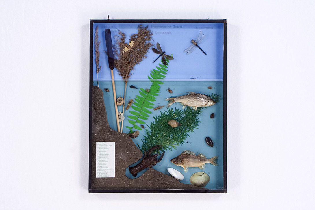 Foto Wall Diorama of the Life in the Pond h50x40 18E4