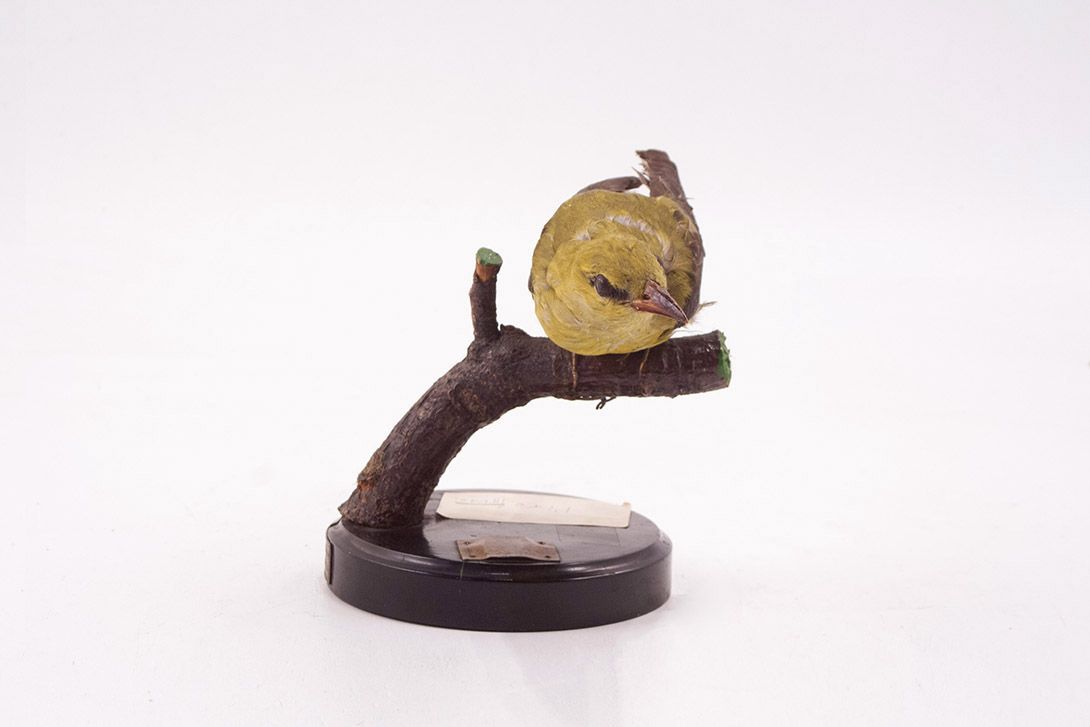 Foto Golden Oriole Taxidermy h16x20x13