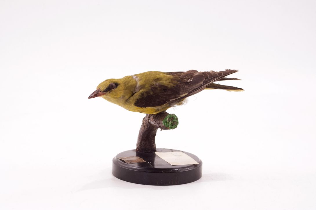 Foto Golden Oriole Taxidermy h16x20x13