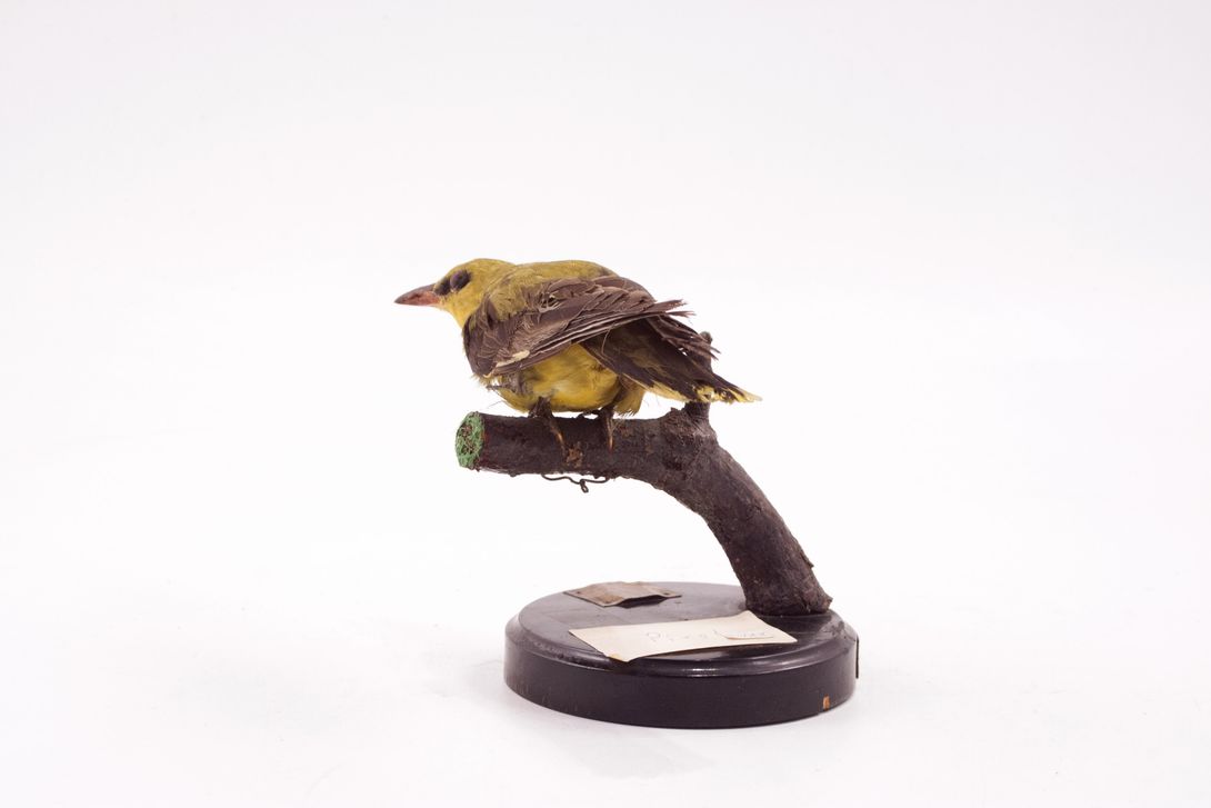 Foto Golden Oriole Taxidermy h16x20x13