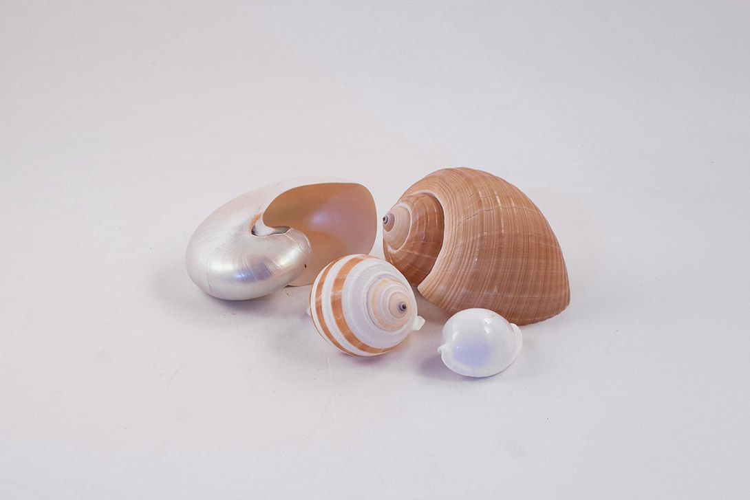 Foto Beautiful Shells, Set h10x15