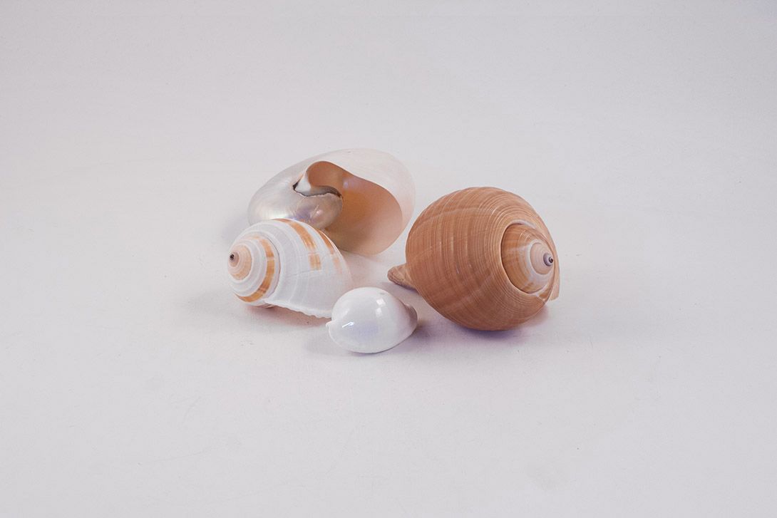 Foto Beautiful Shells, Set h10x15