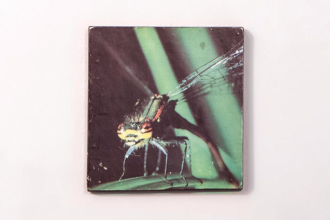 Foto Colorful Print of a Dragonfly h15x20 15A3
