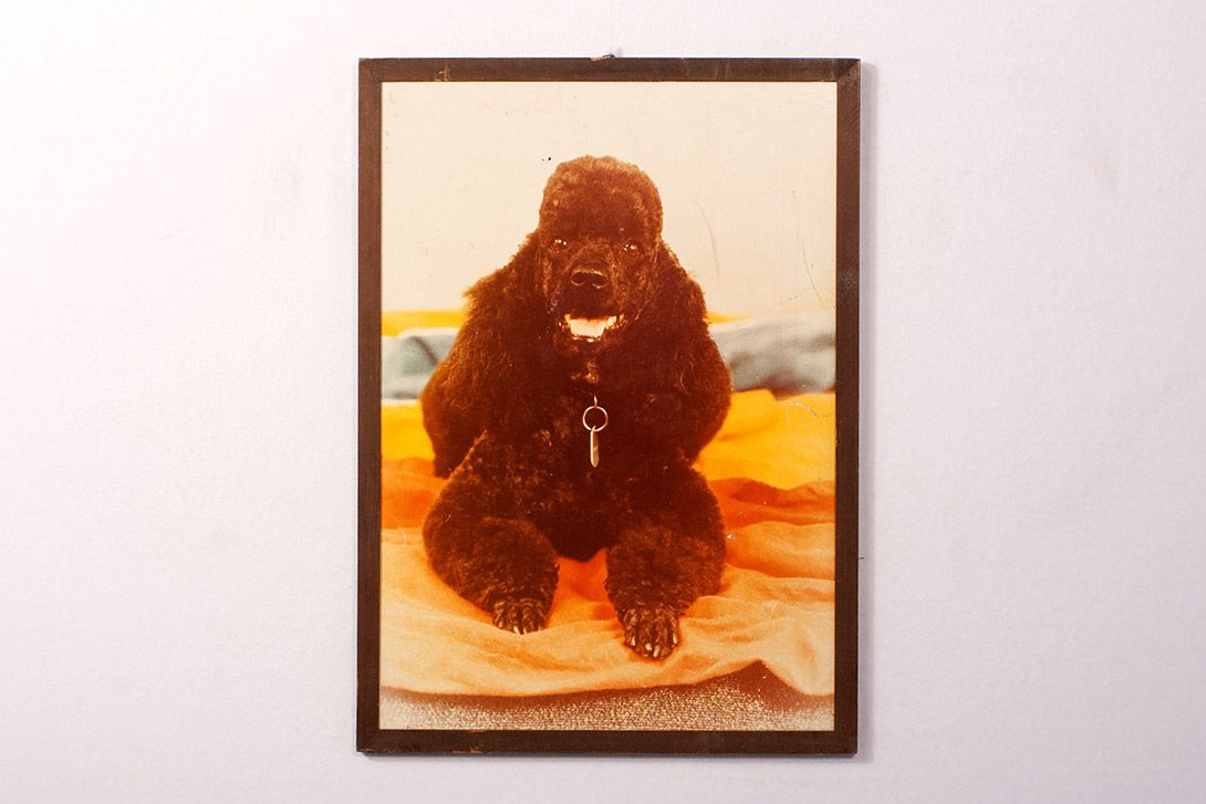 Foto Colorful Print of a Poodle h74x54 14D6