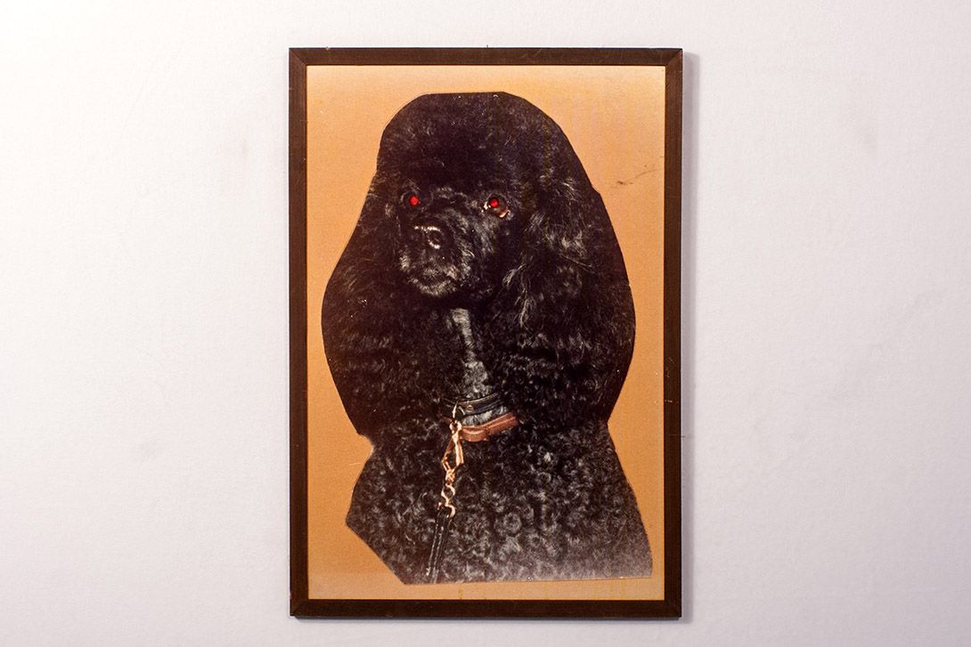 Foto Colorful Print of a Poodle h80x54 14D7