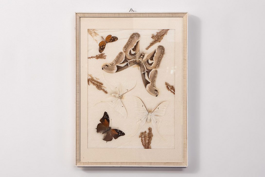 Foto Dried Butterflies h43x33 18D8