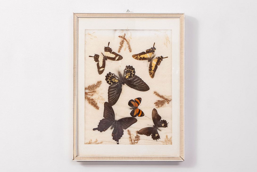 Foto Dried Butterflies h43x33 18D6