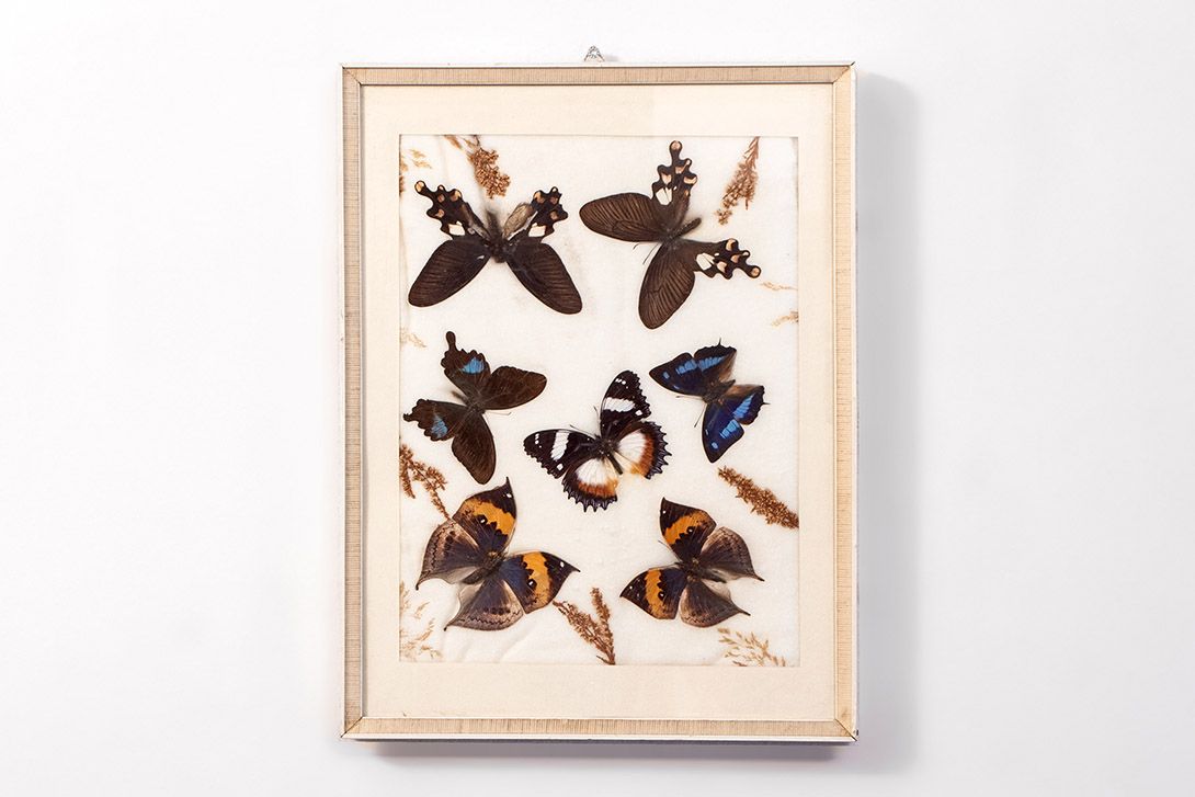 Foto Dried Butterflies h43x33 18D5