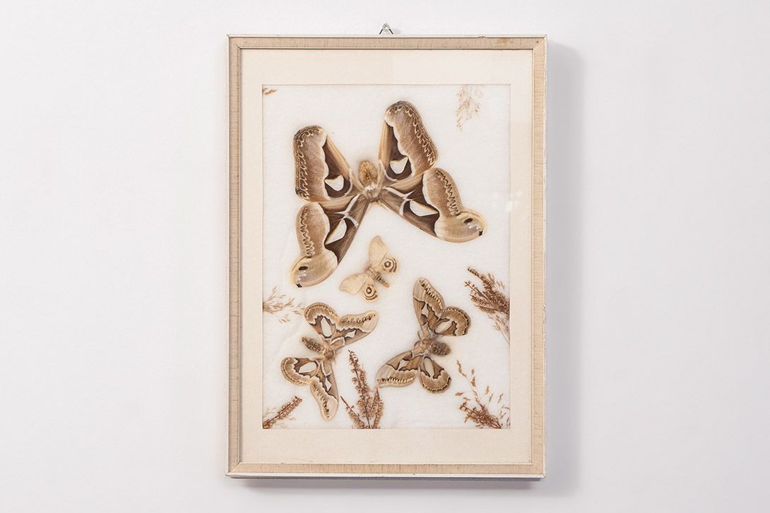Foto Dried Butterflies h43x33 18D4