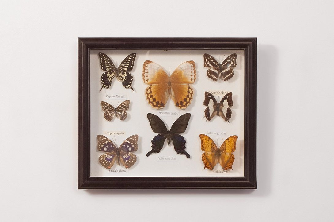 Foto Diorama of Butterflies h30x35 18B5