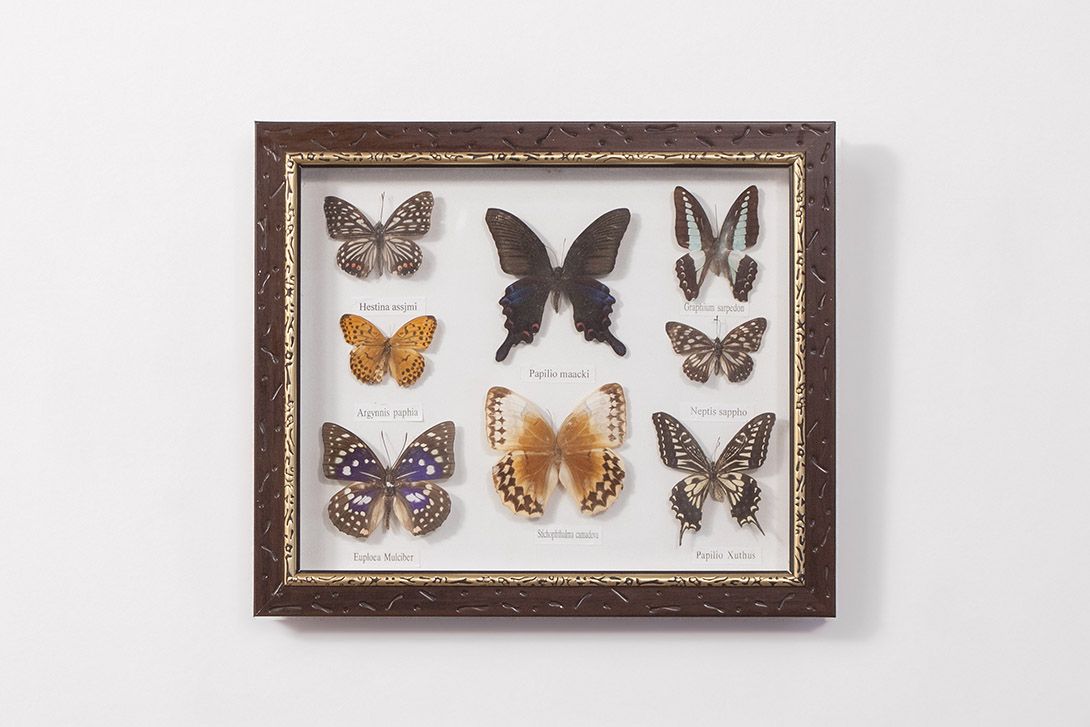 Foto Diorama of Butterflies h30x35 18B4