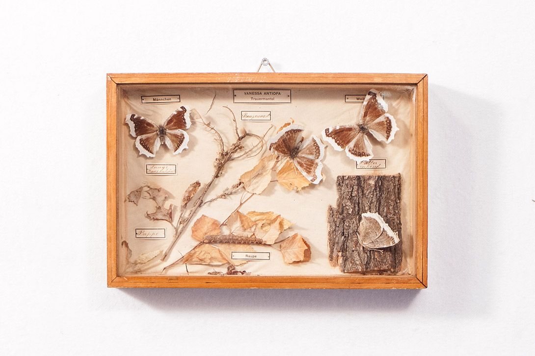 Foto Diorama of The Morning Cloak h22x3 18B3
