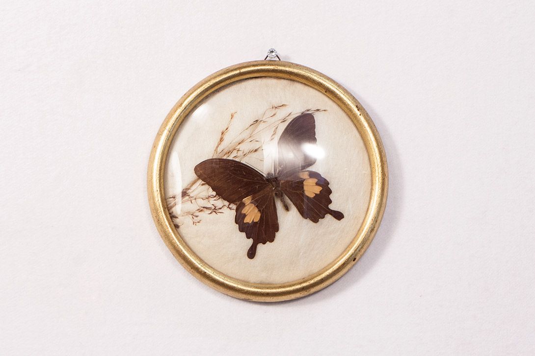 Foto Dried Butterfly in Round Frame Ø20 18A13
