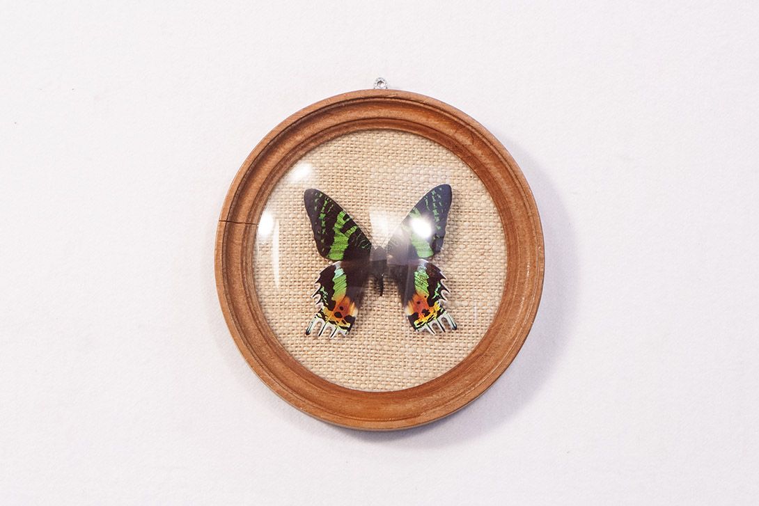 Foto Colorful Butterfly Taxidermy Ø20 18A12