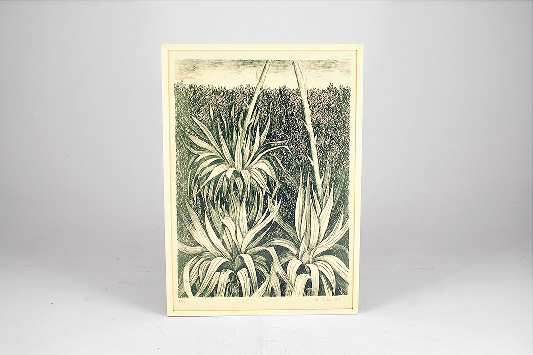 Foto Limited Print of Plants Germany 1977 h98x70 29D0