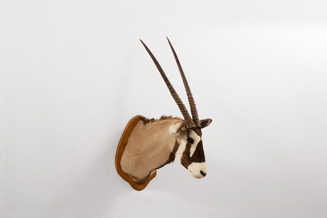 Foto Taxidermy Oryx Head 1950