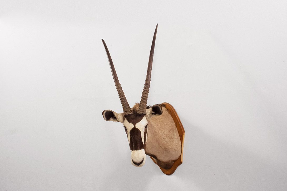 Foto Taxidermy Oryx Head 1950