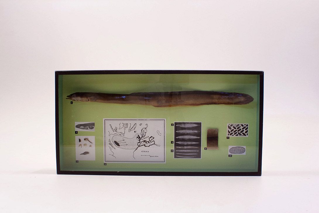 Foto Diorama Biological Showcase with Eel h25x50x6 18C4