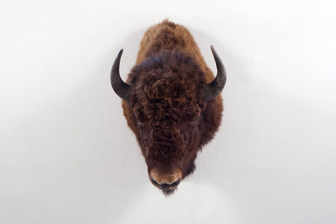 Foto Taxidermy American Bison