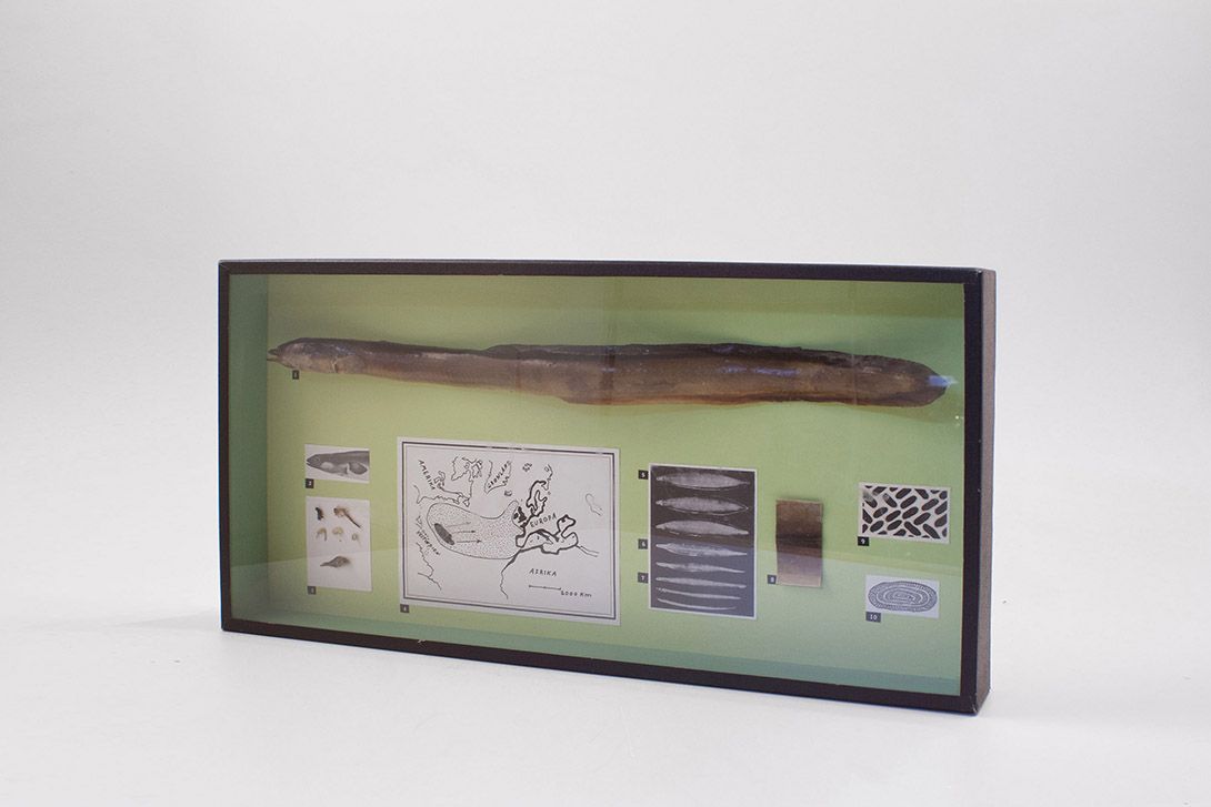 Foto Diorama Biological Showcase with Eel h25x50x6 18C4