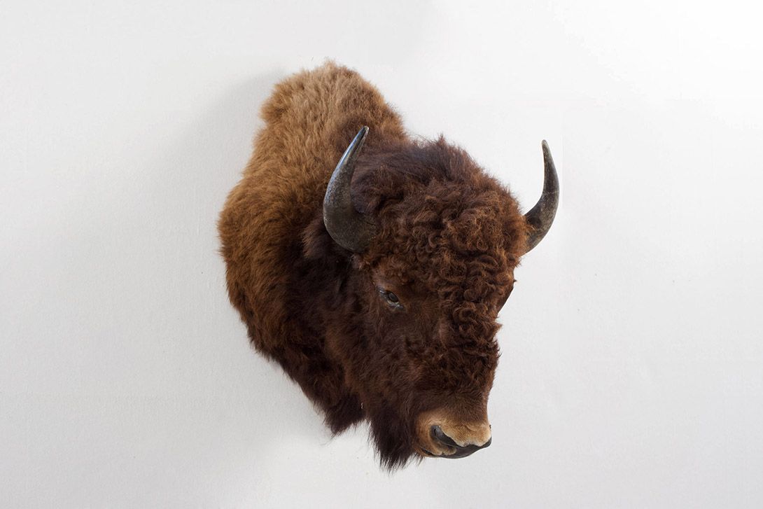 Foto Taxidermy American Bison