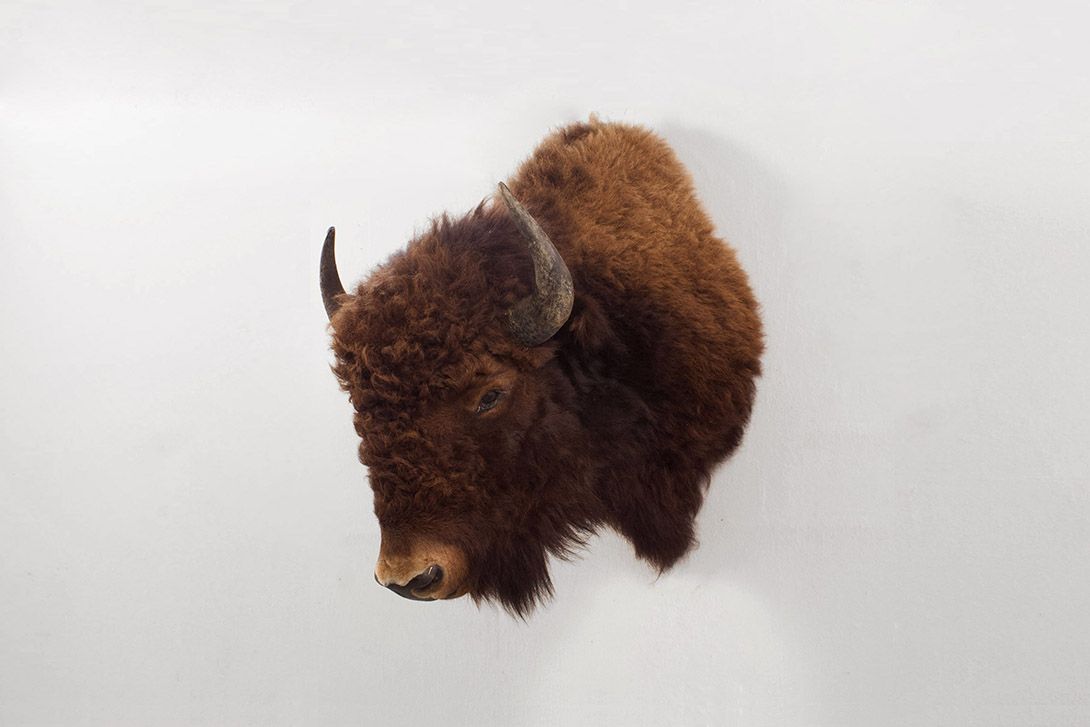 Foto Taxidermy American Bison