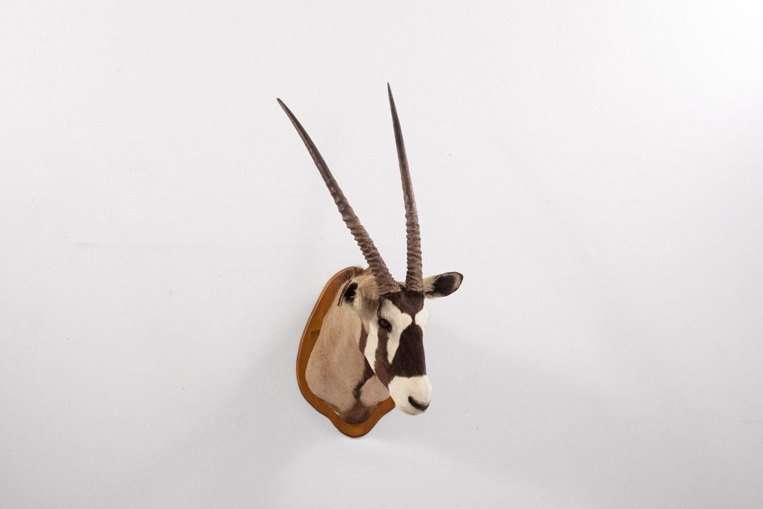 Foto Taxidermy Oryx Head 1950