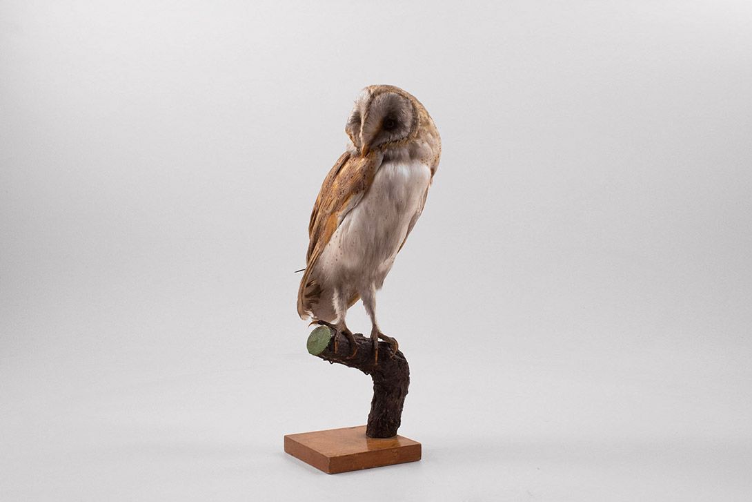 Foto Taxidermy Owl h44x12x23