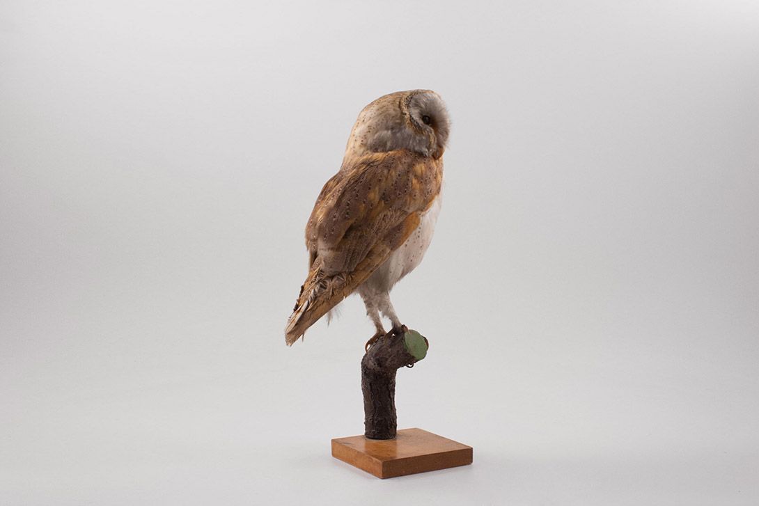 Foto Taxidermy Owl h44x12x23