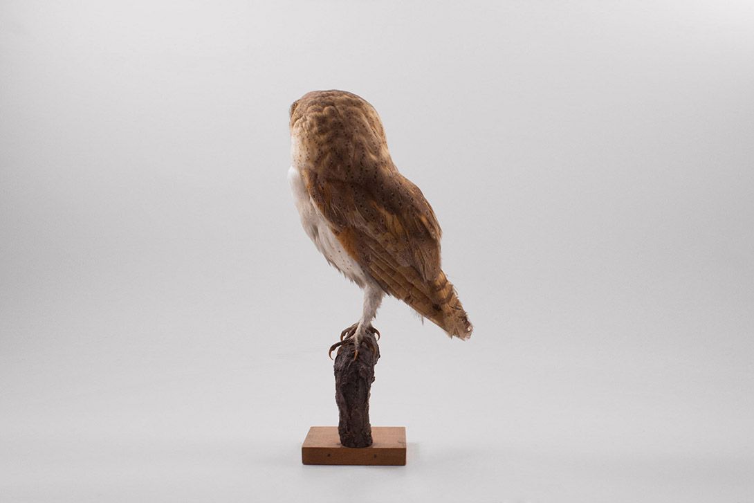 Foto Taxidermy Owl h44x12x23