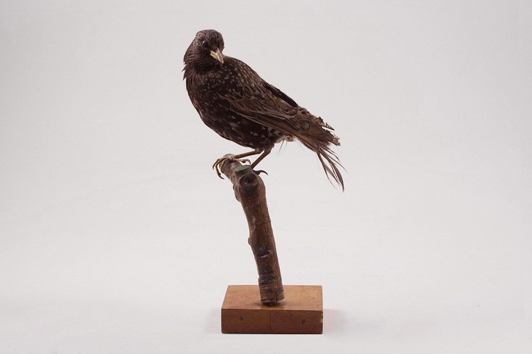 Foto Taxidermy Bird h24x10x10