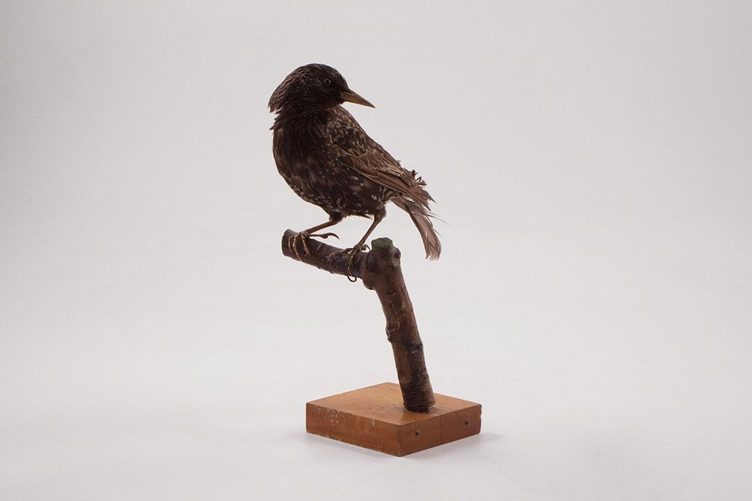 Foto Taxidermy Bird h24x10x10